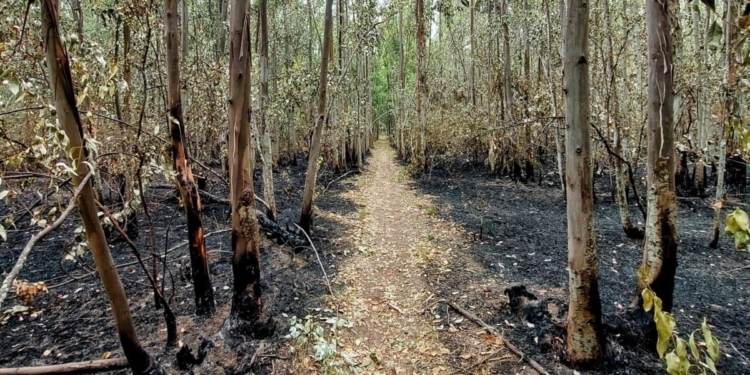 El fuego arrasó con más de 100 hectáreas del circuito de Andino: ya está controlado