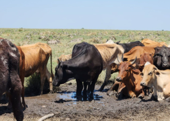 Murieron unos 3 mil animales ante la grave sequía en Santa Fe