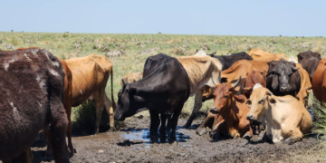 Murieron unos 3 mil animales ante la grave sequía en Santa Fe
