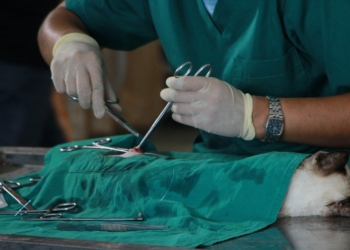 Barrancas tendrá una nueva jornada de castración para perros y gatos