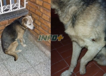 Crueldad animal: balearon a un perrito callejero en Puerto Gaboto