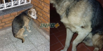 Crueldad animal: balearon a un perrito callejero en Puerto Gaboto