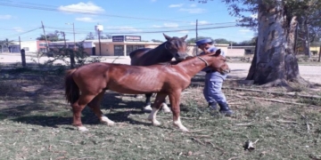 Un nene está en grave estado tras ser embestido por un caballo