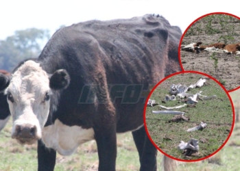 Allanamiento por maltrato animal en Totoras: encontraron 42 vacas en mal estado