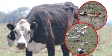 Allanamiento por maltrato animal en Totoras: encontraron 42 vacas en mal estado