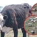 Allanamiento por maltrato animal en Totoras: encontraron 42 vacas en mal estado