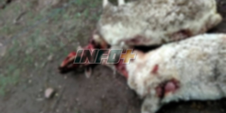 Pumas mataron 12 ovejas en Puerto Aragón: «Nos hicieron un desastre»