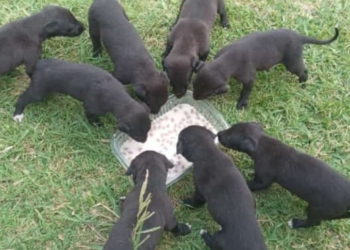 La Asociación Civil Collar Azul de Maciel ya cuenta con personaría jurídica 