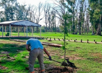 Avanza el plan de reforestación en Andino: ya se colocaron más de 70 especies nativas