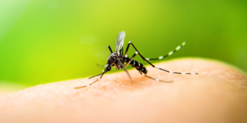 El nuevo informe del Ministerio de Salud confirmó 2312 casos de dengue en Santa Fe