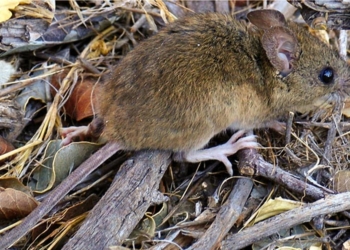 Confirmaron que un adolescente murió de Hantavirus en la provincia
