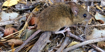 Confirmaron que un adolescente murió de Hantavirus en la provincia
