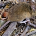 Confirmaron que un adolescente murió de Hantavirus en la provincia