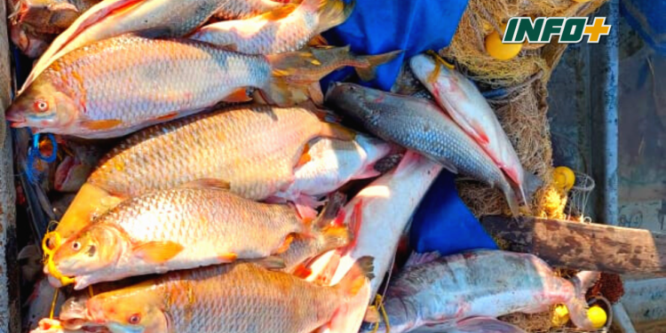 Sancionaron a dos pescadores en Gaboto y les incautaron diversas especies