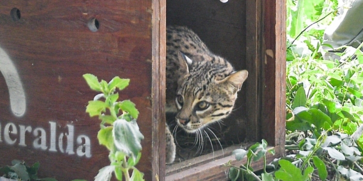 Animales autóctonos fueron recuperados y liberados en islas entre Gaboto y Coronda
