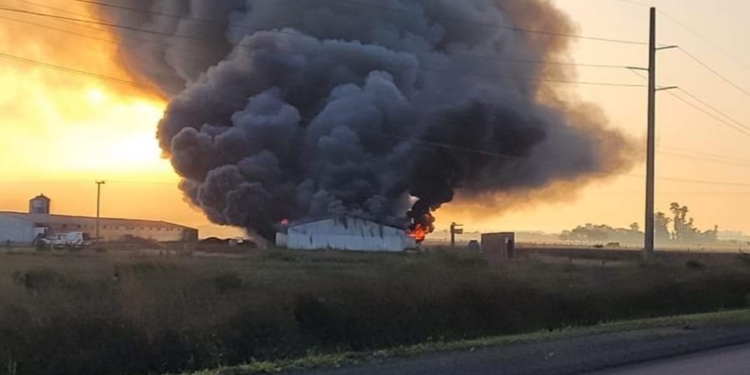 Ardió un galpón en Gálvez y murieron alrededor de 20 mil pollitos