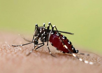 Ya son más de 50 los casos de dengue en la región