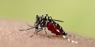Ya son más de 50 los casos de dengue en la región
