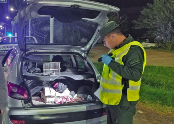 Control en el peaje de Timbúes: llevaba 51 aves silvestres en el baúl