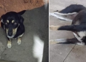 Envenenaron a una perrita en Centeno: “Creímos que estas cosas ya no pasaban”