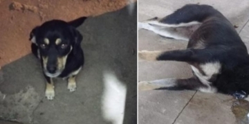 Envenenaron a una perrita en Centeno: «Creímos que estas cosas ya no pasaban»