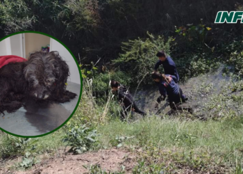 Rescataron a un perrito en el canal Maciel y se busca a sus dueños