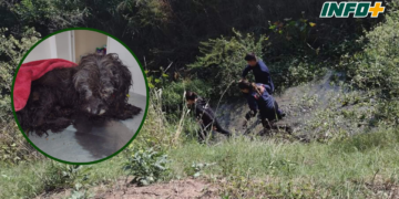 Rescataron a un perrito en el canal Maciel y se busca a sus dueños