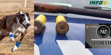 Desbarataron una carrera de galgos ilegal en Aldao: detuvieron a un joven