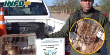 Rescataron a un cachorrito de puma entre Casalegno y Bdo de Irigoyen