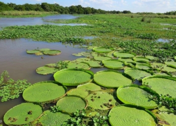 Timbúes será sede del 1er Encuentro Regional de Desarrollo Sustentable