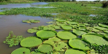 Timbúes será sede del 1er Encuentro Regional de Desarrollo Sustentable