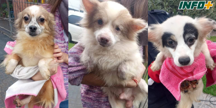 Buscan hogares para 50 perritos tras el fallecimiento de su dueña
