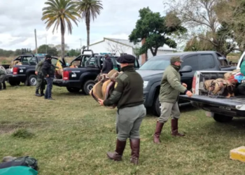Carnearon animales en un campo de Totoras y robaron un toro