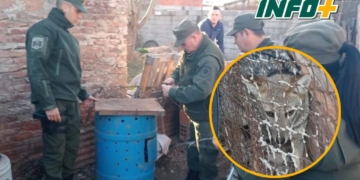 Rescataron a un zorrito atrapado entre dos viviendas de San Genaro