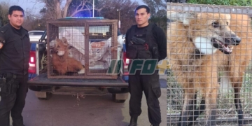 Apareció un aguará guazú en Pueblo Andino: fue rescatado y liberado