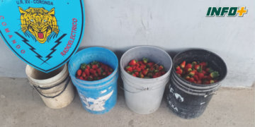 Robaron más de 40 kilos de frutillas de una quinta para venderlas: dos detenidos