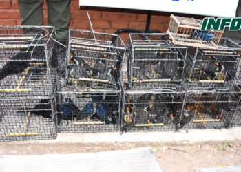 Secuestraron 139 aves entre la carga de un camión sobre Ruta 34