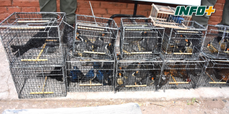 Secuestraron 139 aves entre la carga de un camión sobre Ruta 34