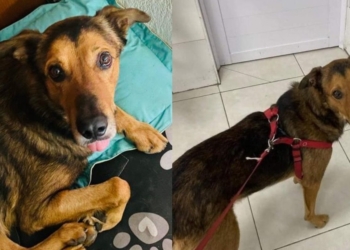 “Osito” lleva 11 días sin aparecer: ofrecen 100 mil pesos de recompensa