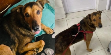 «Osito» lleva 11 días sin aparecer: ofrecen 100 mil pesos de recompensa