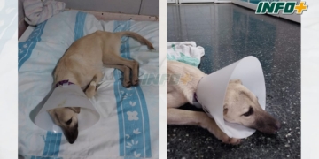 Rescataron a una perrita herida en autopista y juntan fondos para su costosa operación