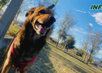 Oso debía viajar a EE.UU tras la muerte de su dueño: «Estamos muy tristes»