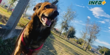 Oso debía viajar a EE.UU tras la muerte de su dueño: «Estamos muy tristes»