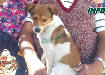 Preocupación en Barrancas: dos pitbull mataron a otro perrito y se reiteran los casos