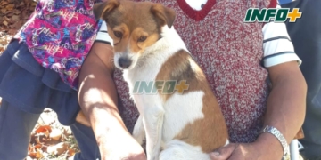 Preocupación en Barrancas: dos pitbull mataron a otro perrito y se reiteran los casos