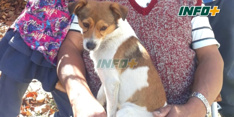 Preocupación en Barrancas: dos pitbull mataron a otro perrito y se reiteran los casos