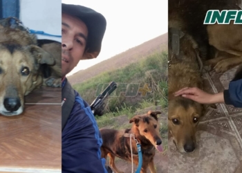 Tras 20 días, encontraron a Oso en Timbúes: “Lloramos todos”