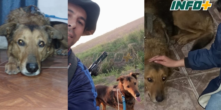 Tras 20 días, encontraron a Oso en Timbúes: “Lloramos todos”