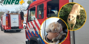 Incendio en Totoras: un hombre con principio de asfixia y dos mascotas rescatadas