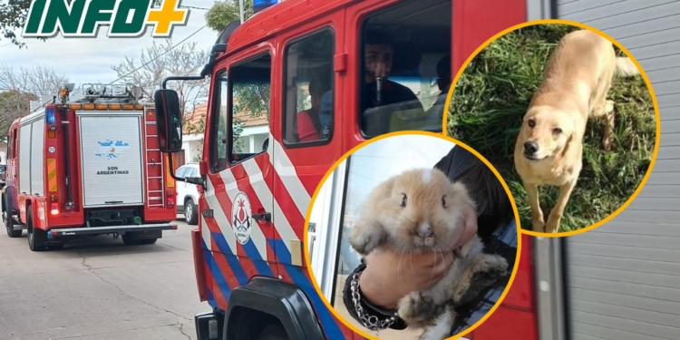 Incendio en Totoras: un hombre con principio de asfixia y dos mascotas rescatadas